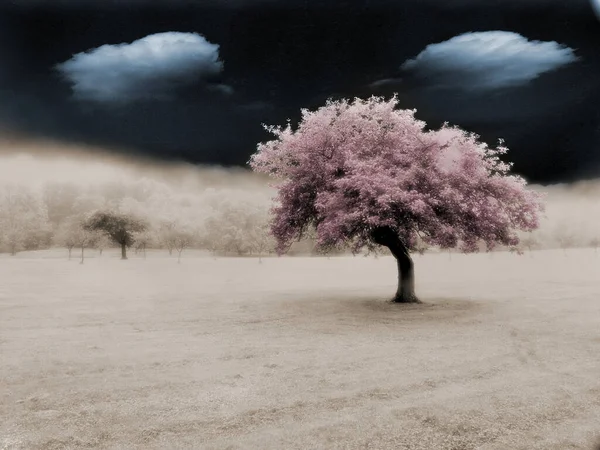 Samotne Drzewo Surrealistycznym Polu — Zdjęcie stockowe