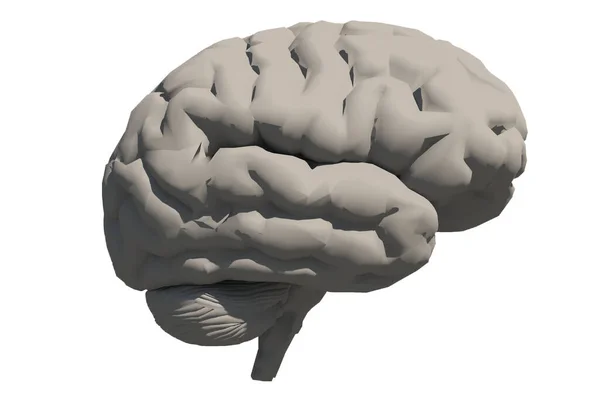 Modelo Cerebro Humano Renderizado —  Fotos de Stock
