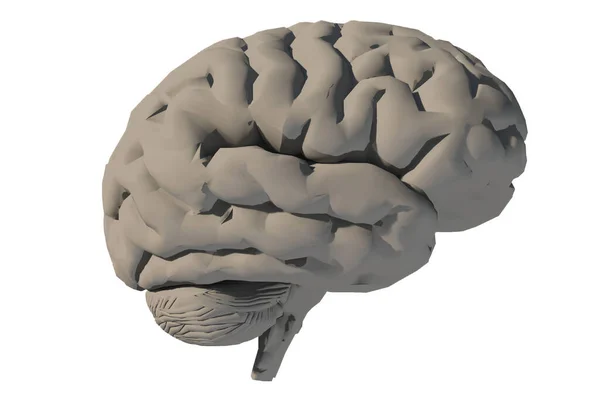 Human Brain Model Rendering — Stock Photo, Image