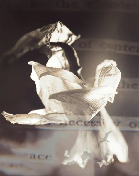 現代美術 白い柳の花 3Dレンダリング — ストック写真
