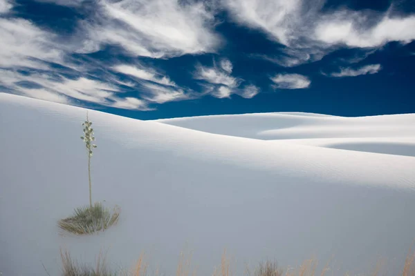 Wüstenpflanzen Weiße Sanddünen — Stockfoto