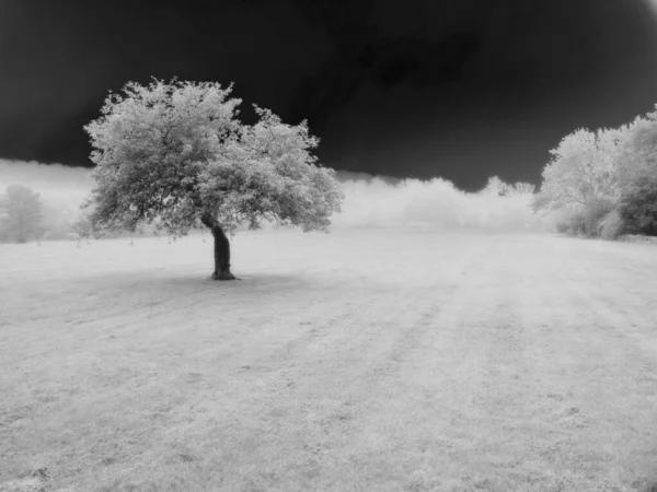 Eenzame Boom Surrealistisch Veld — Stockfoto