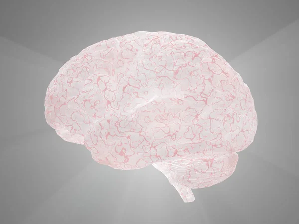 Human Brain Model Rendering — Stock Photo, Image