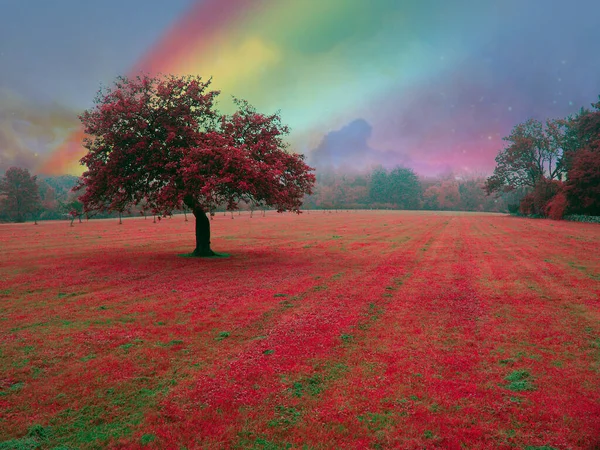 Kırmızı Ağaçla Gerçeküstü Manzara Görüntüleme — Stok fotoğraf