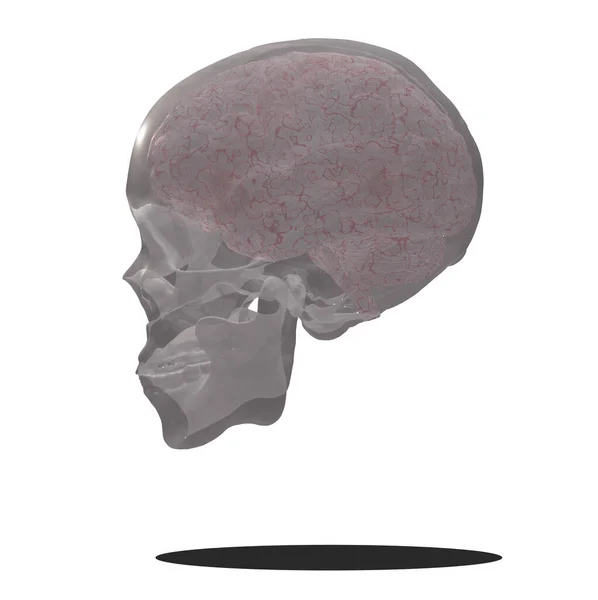 Cerebro Dentro Del Cráneo Humano Renderizado —  Fotos de Stock