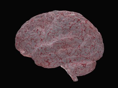 İnsan beyni modeli. 3B görüntüleme