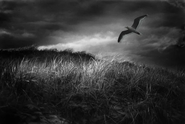 Seagull Flies Stormy Sky Rendering — Stock Photo, Image