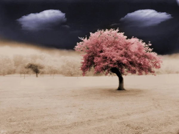 Einsamer Baum Surrealen Feld — Stockfoto