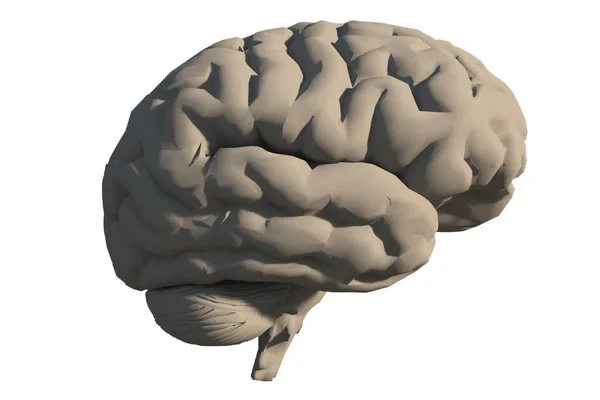 Modell Des Menschlichen Gehirns Rendering — Stockfoto