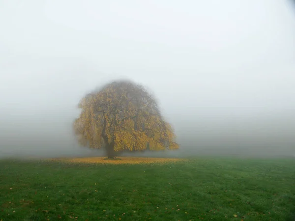 Árbol Con Hojas Amarillas Niebla —  Fotos de Stock