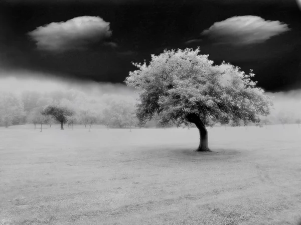 Einsamer Baum Surrealen Feld — Stockfoto