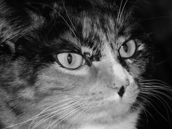 可爱的猫的特写镜头 — 图库照片