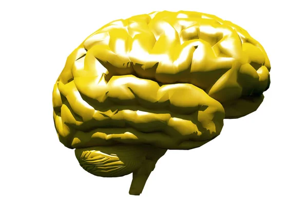 Human Brain Model Rendering — Stock Photo, Image