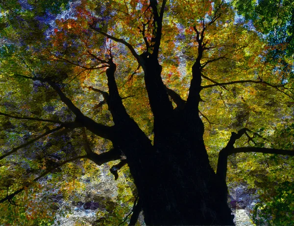 Bunte Abstrakte Baum Rendering — Stockfoto