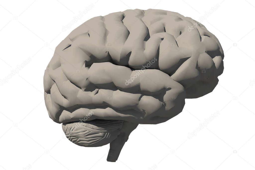 Human brain model. 3D rendering