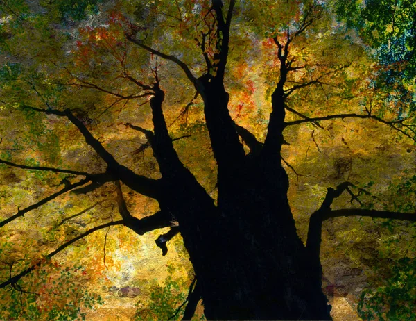 Árbol Abstracto Colorido Renderizado —  Fotos de Stock
