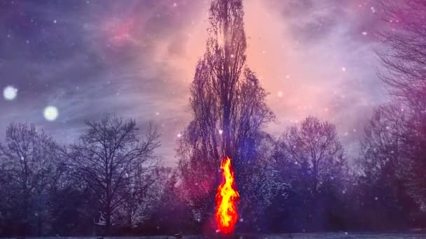 ダークフォレスト 魔法の光の中で木と夜の風景 — ストック動画