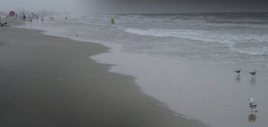 Okyanus kıyısındaki martılar. Sis.