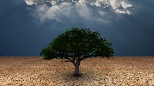 Surrealismus Zelený Strom Vyprahlé Zemi Světelné Paprsky Pronikají Skrz Mraky — Stock fotografie