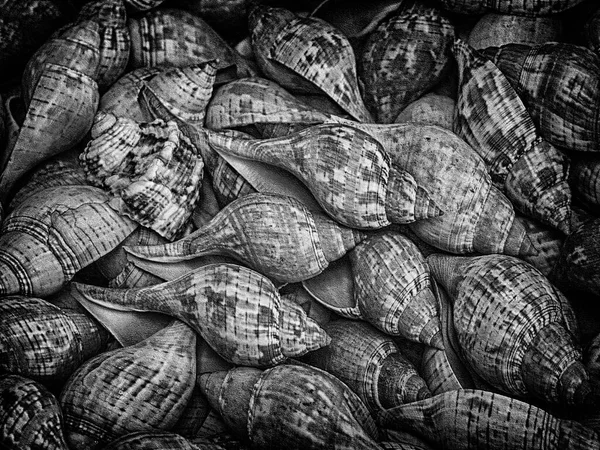 Ein Bündel Cerith Muscheln — Stockfoto