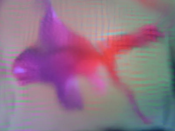 Pink Fish View Heavy Blurred Glass — Stock Photo, Image