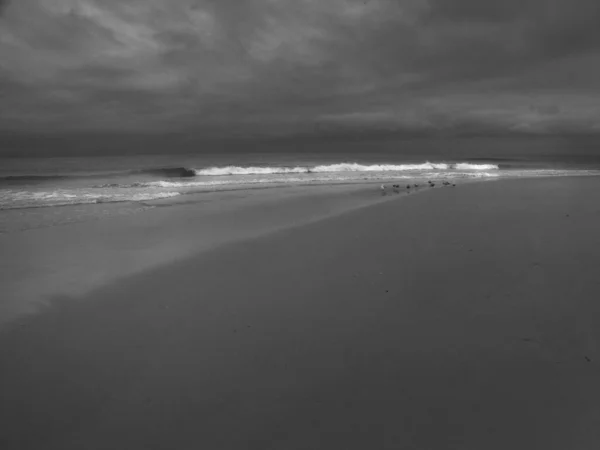 砂浜の海岸のカモメ — ストック写真