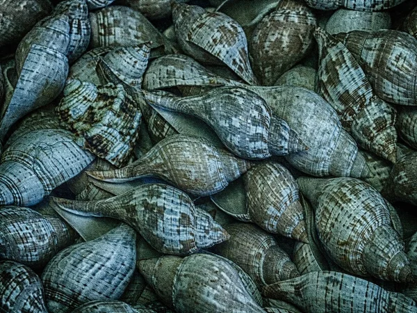 Ein Bündel Cerith Muscheln — Stockfoto