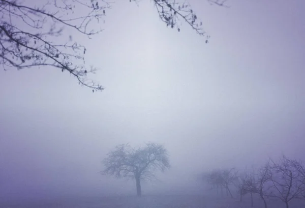 Leafless Trees Heavy Morning Fog — Stock Photo, Image