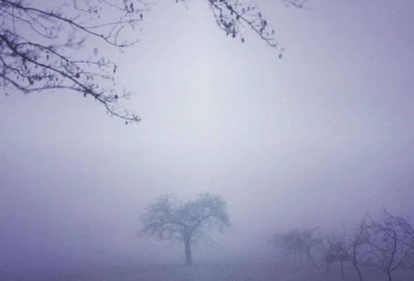 Blattlose Bäume Dichten Morgennebel — Stockfoto