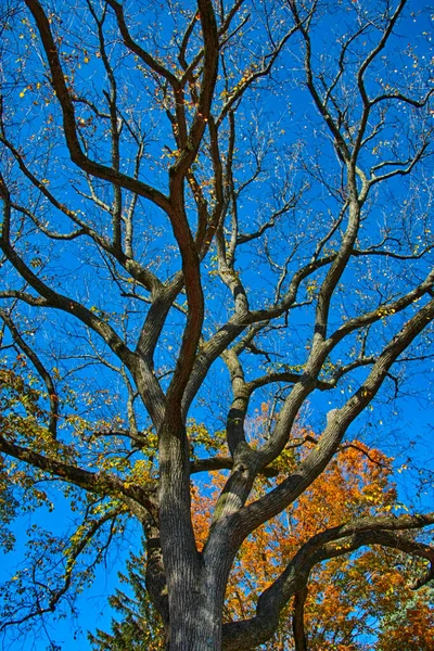 Beautiful Autumn Trees Blue Sky Background — Stok fotoğraf