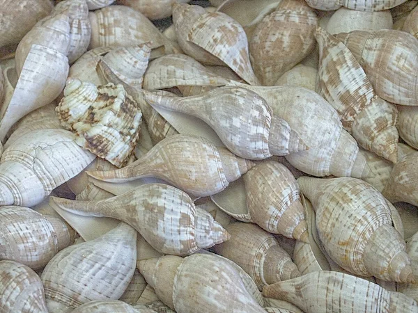 Bunch Cerith Shells — Stock Photo, Image