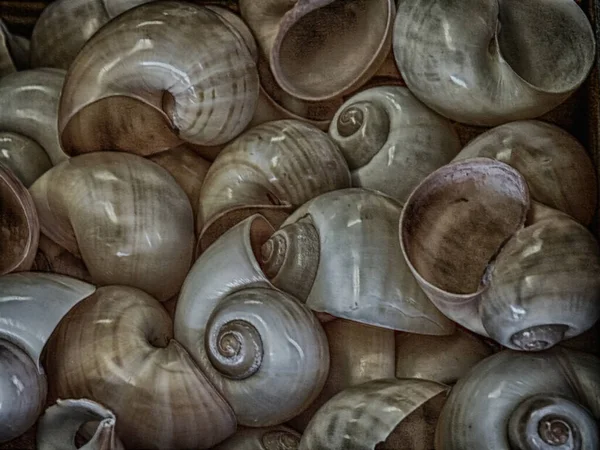 Manojo Conchas Luna Colores — Foto de Stock