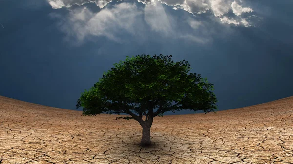 Surrealism Green Tree Arid Land Light Beams Comes Clouds — Stock Photo, Image