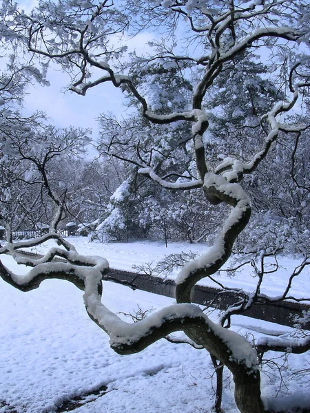 Parc Hiver Neige Sur Une Branche Arbre — Photo