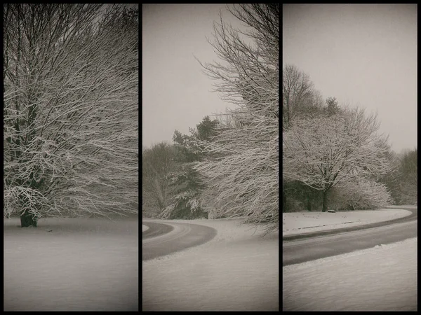 多雪的冬季道路和树木 — 图库照片