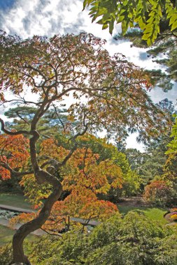 Sonbahar parkı. Doğanın canlı renkleri.