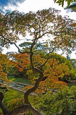 Sonbahar parkı. Doğanın canlı renkleri.