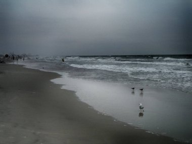 Kumlu okyanus kıyısındaki martılar. Uzakta bir köy