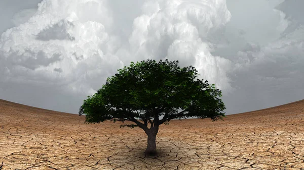 Surrealismus Zelený Strom Vyprahlé Zemi — Stock fotografie