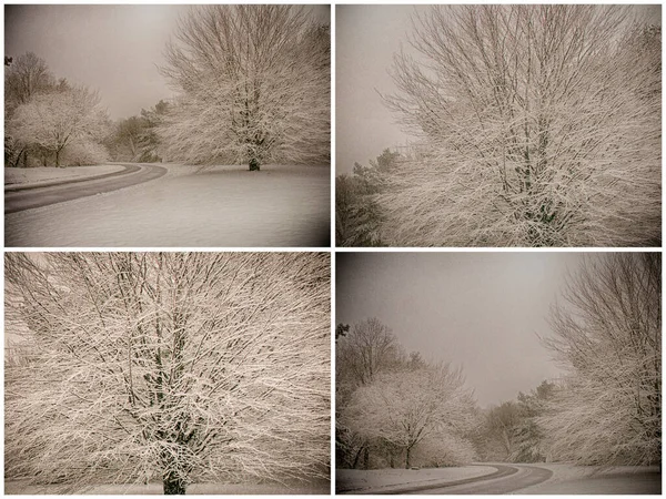 Snowy Winter Road Trees — Stock Photo, Image