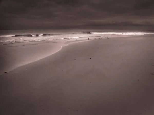 Seagulls Sandy Ocean Shore — Stock Photo, Image