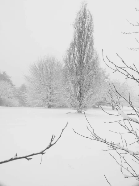 冰雪覆盖的森林 — 图库照片