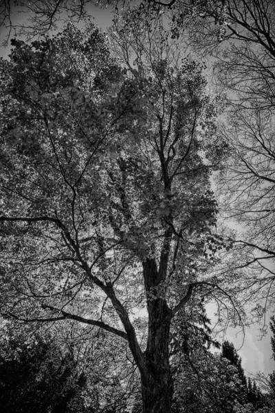 Beautiful Autumn Trees Black White Photo — 图库照片