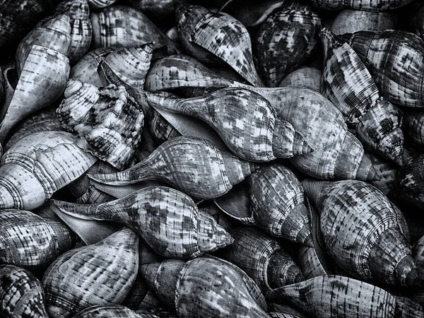 Manojo Conchas Cerith — Foto de Stock