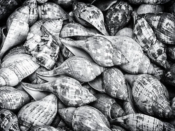 Bando Conchas Cervejaria — Fotografia de Stock