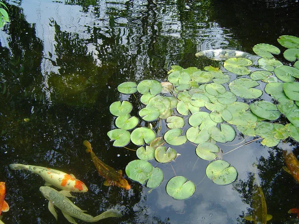 Koi Dans Étang Calme — Photo