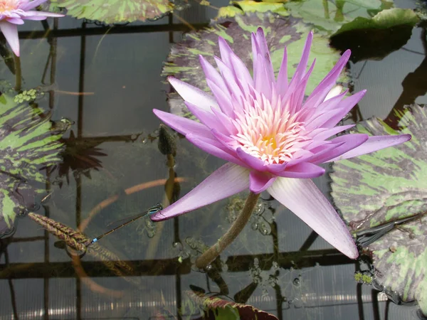 Libellule Sur Fleur Lotus Rose Feuilles Vertes — Photo
