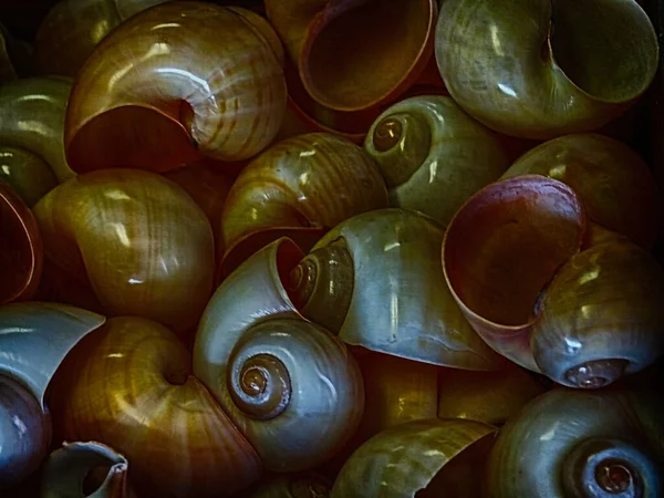 Stelletje Kleurrijke Maanschelpen — Stockfoto