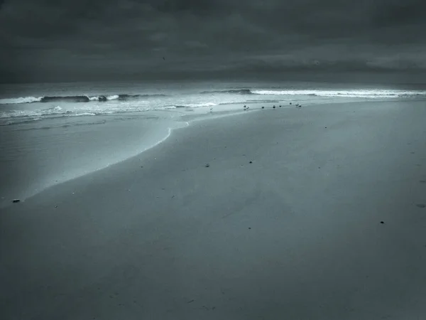 Γλάροι Στην Αμμώδη Ακτή Του Ωκεανού — Φωτογραφία Αρχείου
