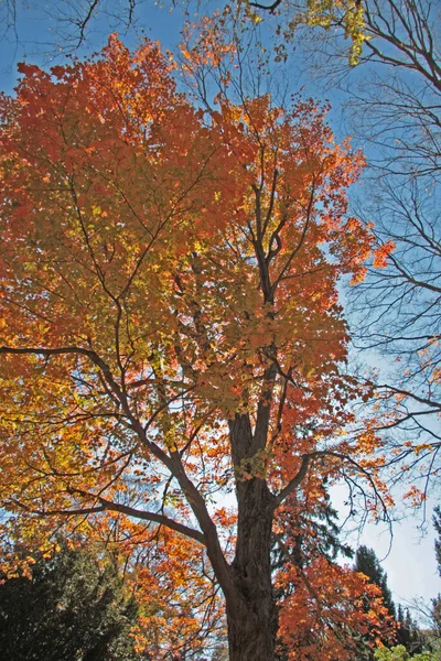 Beautiful Autumn Maple Tree — Stock Photo, Image